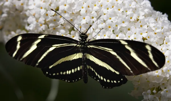 Зебра Длиннокрылая бабочка на белом цветке — стоковое фото