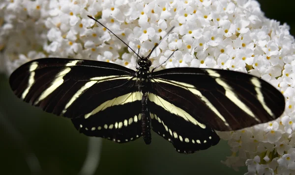 ゼブラ longwing 白い花蝶 — ストック写真