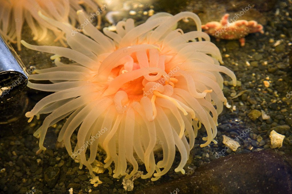 orange sea anemone