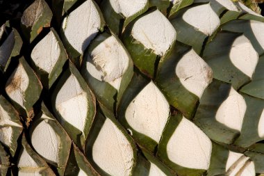 Agave frutas apiladas y espera para horno