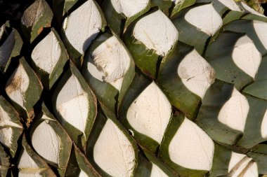 Agave Plant Used to Produce Tequila clipart