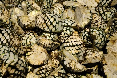 Agave Fruit Piled Up and Waiting for Oven clipart