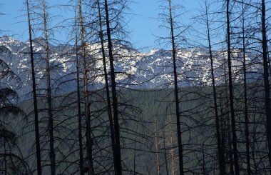 Burned Trees Glacier National Park