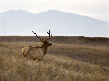 Male Elk With Rack of Horns in Meadow National Bison Range Charl clipart