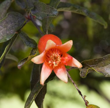 Mango Flower Producing Fruit clipart