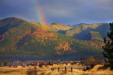 Montana Gold Rainbow Yellow Tamarack Trees in the Hills Fall Col clipart