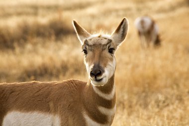 pronghorn otlatma ve ulusal bison seyir antilop karakter aralığı