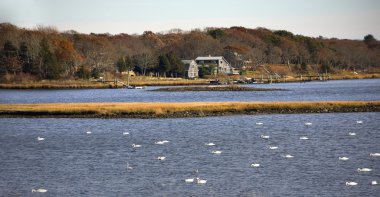 Snow Geese in Russells Mills, Dartmouth, Massachusetts clipart