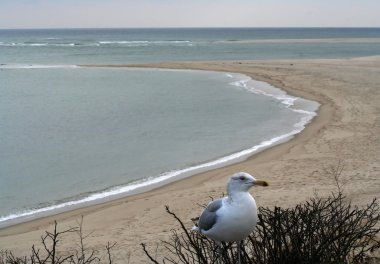 Seagull, Chatham Beach, Cape Cod, Massachusetts clipart