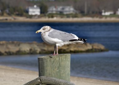 Seagull Close Up Marion Harbor Massachusetts Winter time clipart
