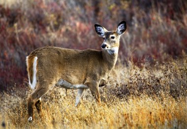 White Tail Deer National Bison Range Charlo Montana clipart