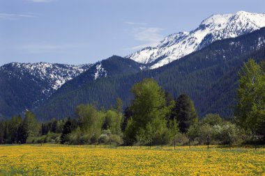 Yellow Flower Farm Snow Mountain Montana clipart