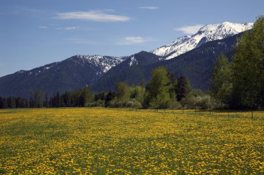 sarı çiçek çiftlik kar dağlar kırsal glacier Ulusal p