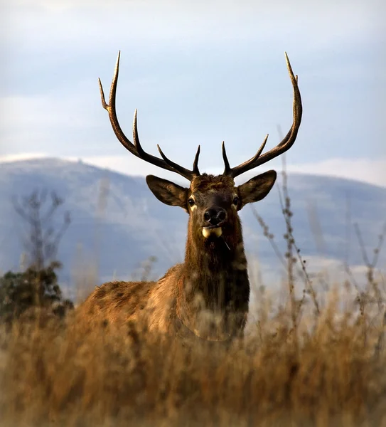 Big elk boynuzları Ulusal bison büyük rack ile charlo mon değişir. — Stok fotoğraf