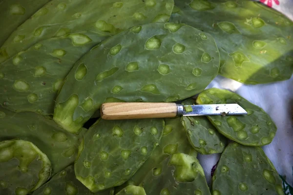 Cuchillo de cactus verde comestible México — Foto de Stock