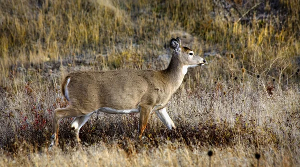 白い尾鹿国立バイソン シャーロット モンタナを範囲します。 — ストック写真
