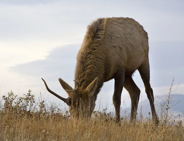 Fiatal férfi elk fel nemzeti bison közel legeltetés tartomány charlo mont — Stock Fotó