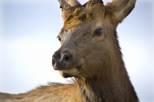 Mladý samec elk velmi blízko se národní bison rozsah letiště charlo montana — Stock fotografie