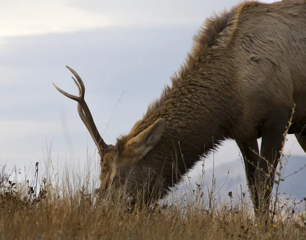 Молодой самец лося пасущийся национальный зубр Чарло Монтана — стоковое фото