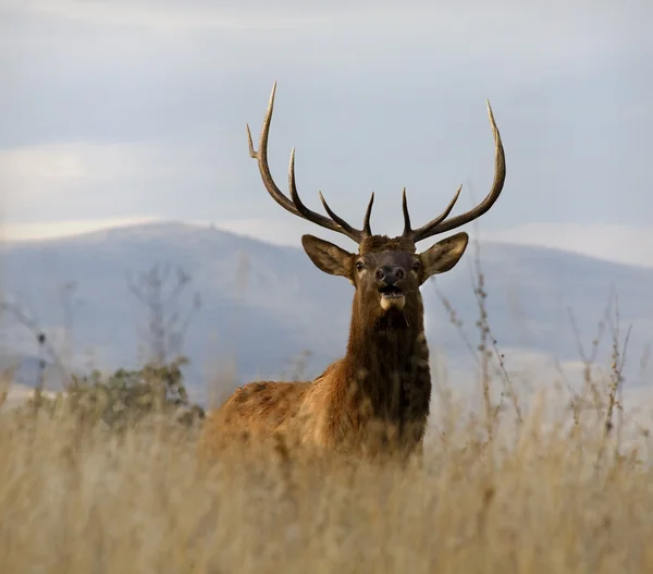 Büyük rack Ulusal bizon ile büyük erkek geyik charlo monta aralığı — Stok fotoğraf