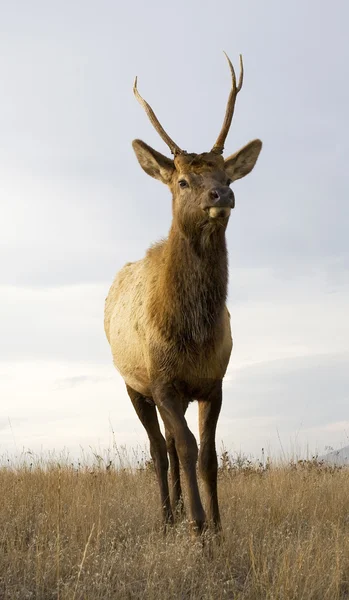 Jovem Elk masculino com chifres de pé Close Up National Bison Range — Fotografia de Stock