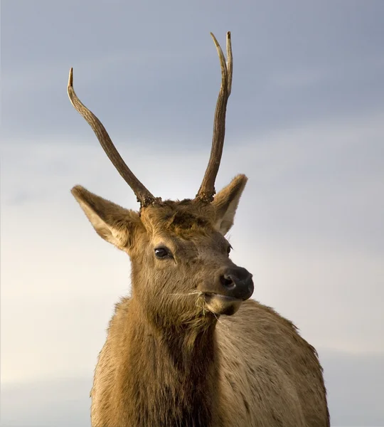 Jovem Elk Masculino Close Up National Bison Range Charlo Montana — Fotografia de Stock
