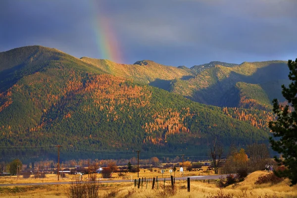 Montana altın gökkuşağı sarı Amerika çamı ağaçları tepelerde col düşmek — Stok fotoğraf