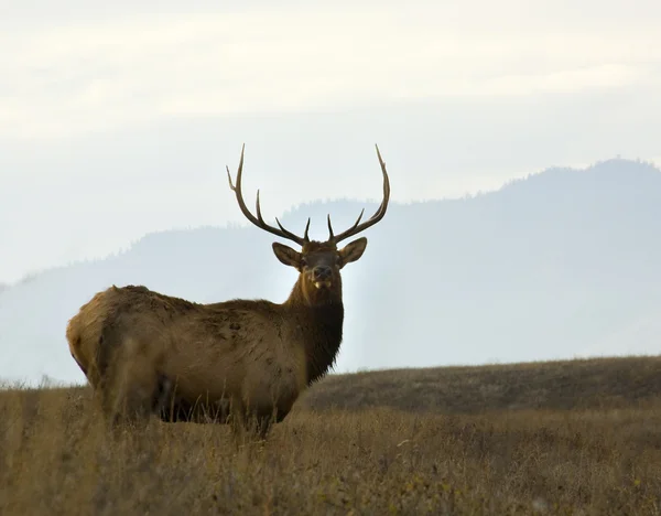 Idősebb férfi elk rendelkező nagy állvány nemzeti bison tartomány charlo monta — Stock Fotó