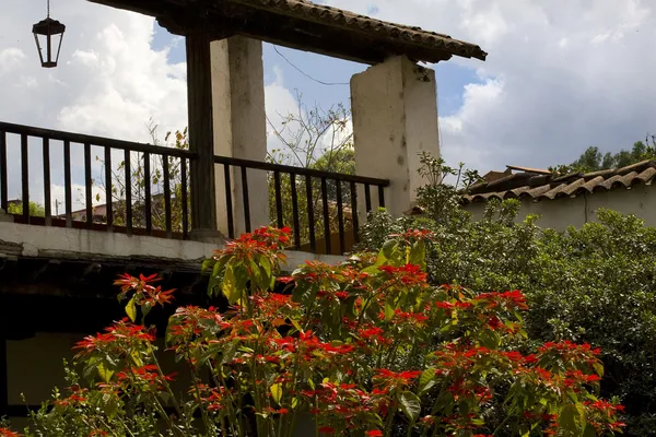 Червоний Poinsettia дерева House мистецтво Пацкуаро Мексики — стокове фото