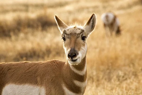 Gaffelbok antelope grazen en op zoek nationale bison variëren char — Stockfoto
