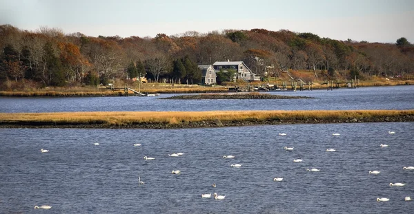 stock image Snow Geese in Russells Mills, Dartmouth, Massachusetts