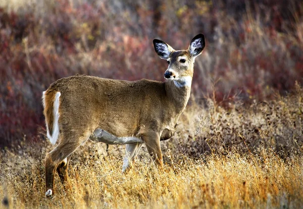 白い尾鹿国立バイソン シャーロット モンタナを範囲します。 — ストック写真