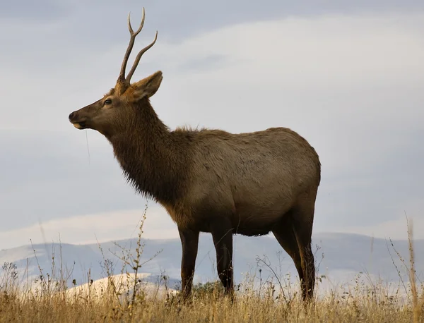 Jovem Elk Masculino Com Grama Nacional Bison Range Charlo Montana — Fotografia de Stock