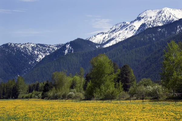 Žlutá květina farma sněhu hory montana — Stock fotografie