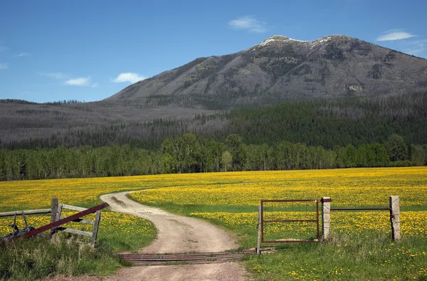 Gul blomma farm road staket landsbygden Glaciärnationalpark — Stockfoto