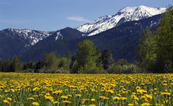 黄色花卉农场雪山农村蒙大拿州 — 图库照片