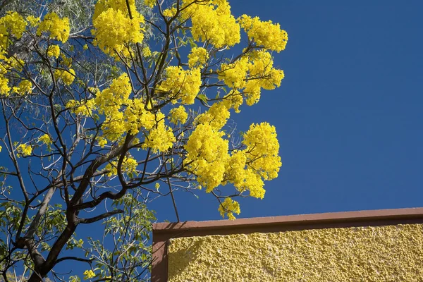 Yellow Flower Brown Adobe Wall Mexico