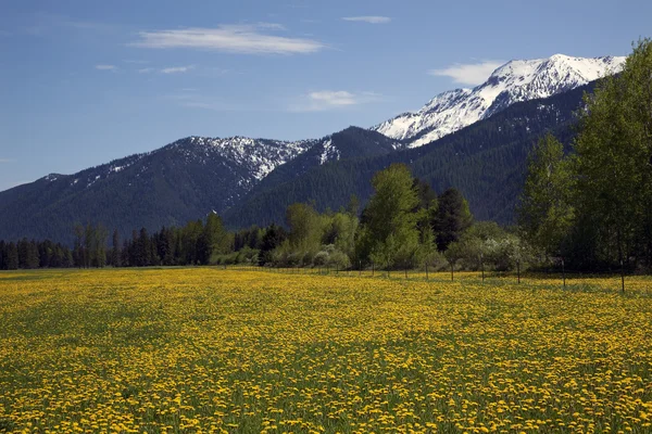 Granja de flores amarillas Montañas de nieve Campo Glaciar Nacional P —  Fotos de Stock