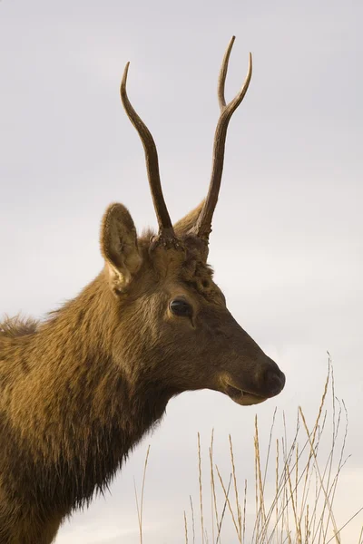 Young Male Elk Portrait National Bison Range Charlo Montana — Stock Photo, Image