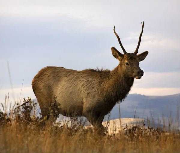 Young Male Elk National Bison Range Charlo Montana — Stock Photo, Image