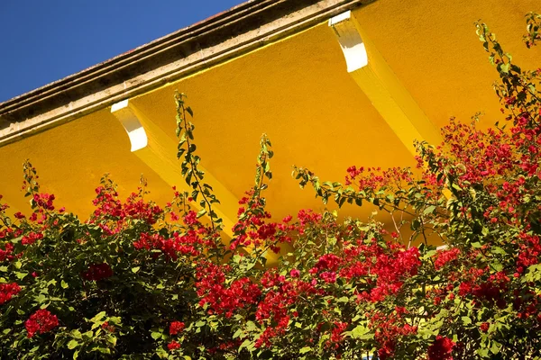 Kırmızı bouganvillia sarı adobe çatı Meksika — Stok fotoğraf
