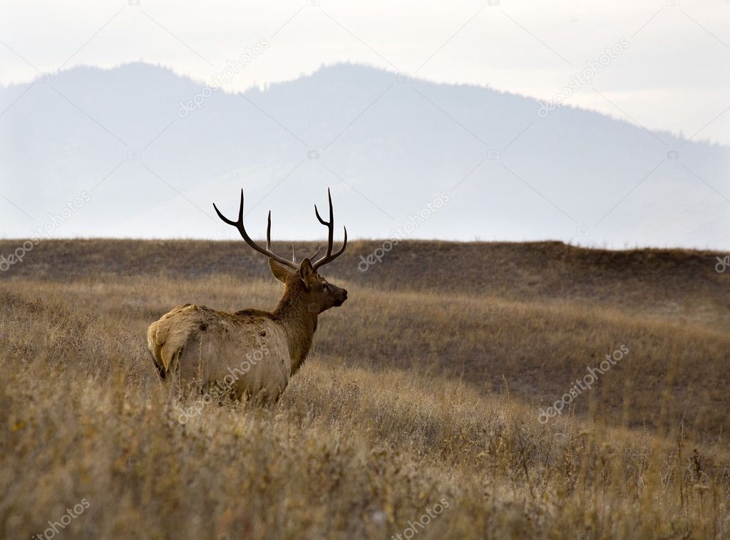 Male Elk With Rack of Horns in Meadow National Bison Range Charl