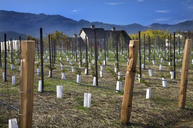 Winery New Vineyards Napa California clipart