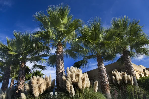 Palm Trees Pampas Grass Daroush Vineyard, Калифорния — стоковое фото