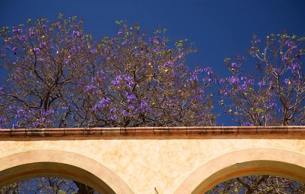 Fioletowe kwiaty białe adobe ściany queretaro Meksyk — Zdjęcie stockowe