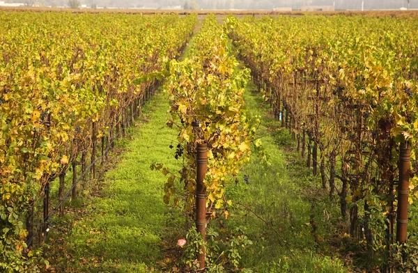 Żółte liście winorośli wierszy winogron upadku winnic napa Kalifornii — Zdjęcie stockowe