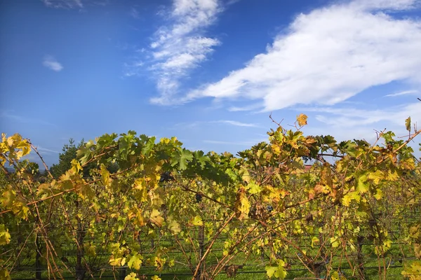 Winnice upadku niebieski niebo napa Kalifornii — Zdjęcie stockowe