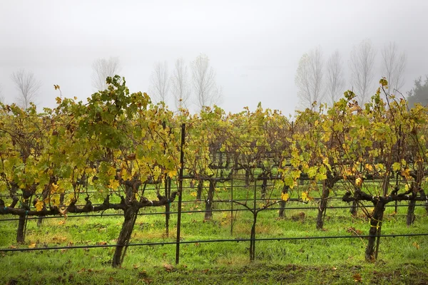 Виноградники Fog Tree Napa California — стоковое фото