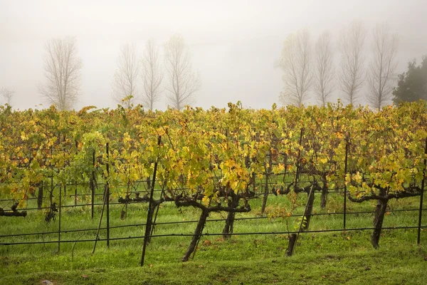 Wijngaarden mist boom napa Californië — Stockfoto