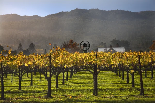 Sonbahar şarap üzüm sarı üzüm bağları sis ağaç napa california yapraklar — Stok fotoğraf